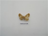 藏品(尺蛾178)的圖片